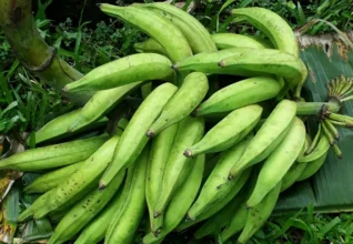 Uses of Nendran Banana Powder