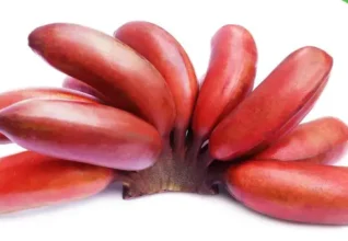 Red Banana Powder: Uses
