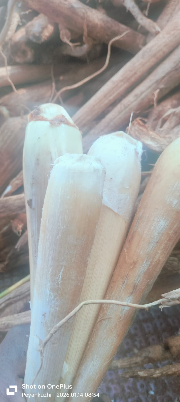 PALM SPROUT POWDER 250 GM PACK - Image 3